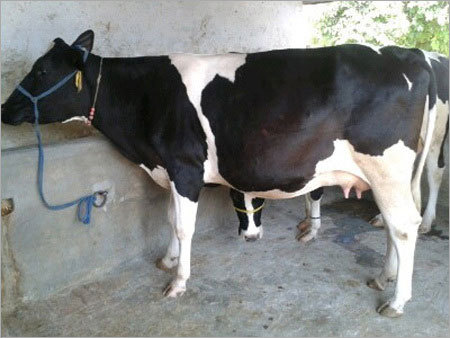 HF Black Cow