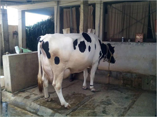 HF Cow