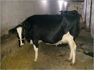 HF Cow
