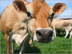 Jersey Cow