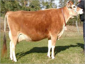 Jersey Cow