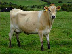 Jersey Cow