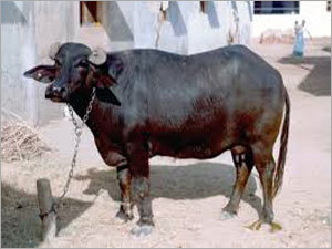 Mehsana