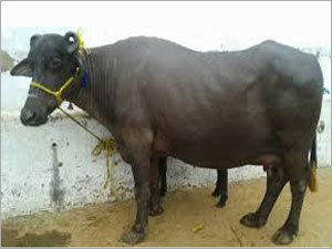 Mehsana