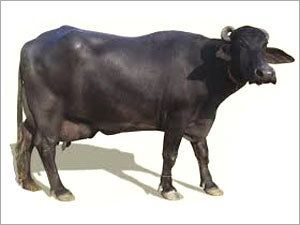 Mehsana