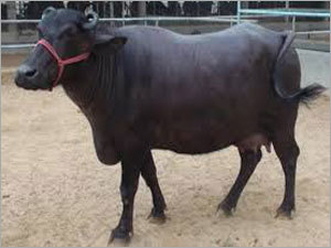 Murrah Buffalo