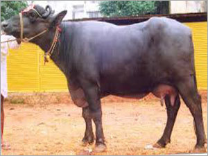 Murrah