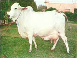 Cow