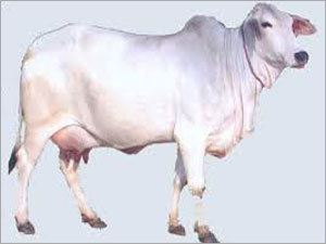 Cow