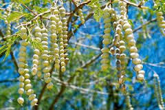Babool Fruits