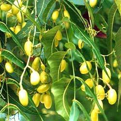 Neem Fruits