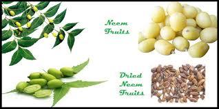 Neem Fruits