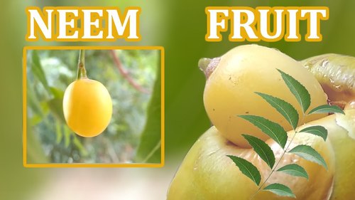 Neem Fruit
