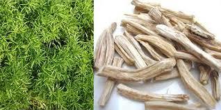 Organic Shatavari