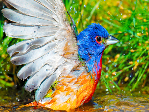 Digital Color Printing Service