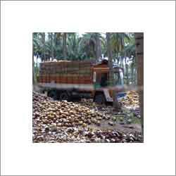 Husked Coconut Export
