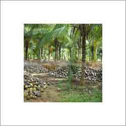 Natural Fresh Tender Coconut