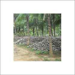 Semi Husked Tender Coconut