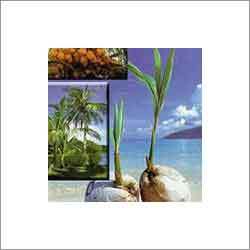 Fresh Coconut Seedling