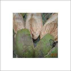 Dry Coconut Husk