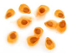 Tomato Seed
