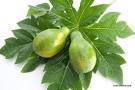 Papaya Leaves