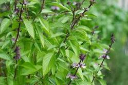Holy Basil Leaves