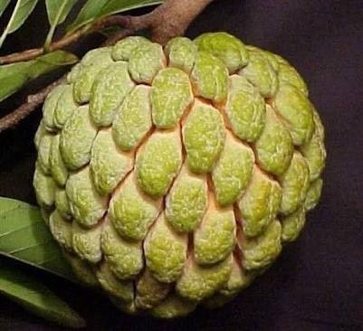 Sugar Apple Fruit