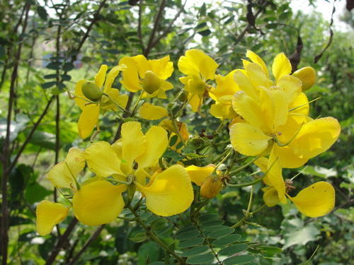 Avarampoo Senna Flowers