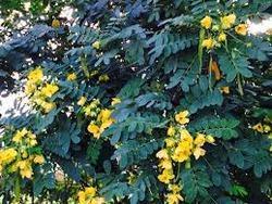 Avaram Leaves