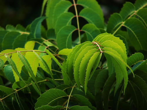 Neem Leaves