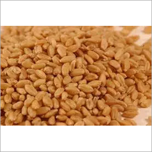 Organic Wheat Organic Wheat