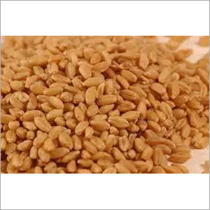 Organic Wheat By Narmada Agro Industries