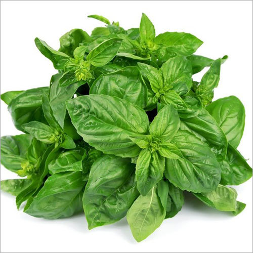 Basil