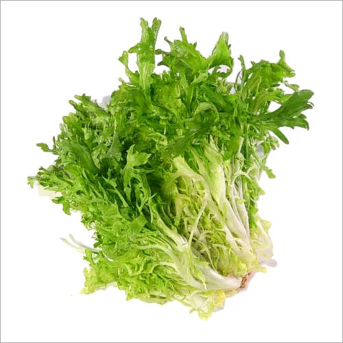 Chicory - Endives (1Kg)