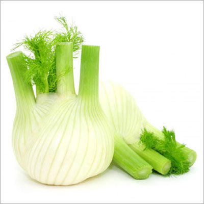 Fennel Root