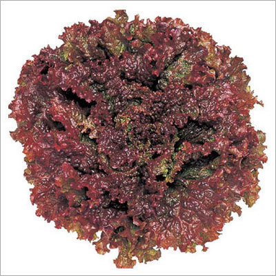 Lettuce Red (1Kg)