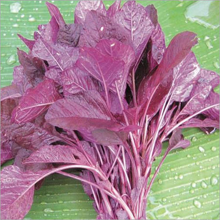 Amaranthus Red Chaulai