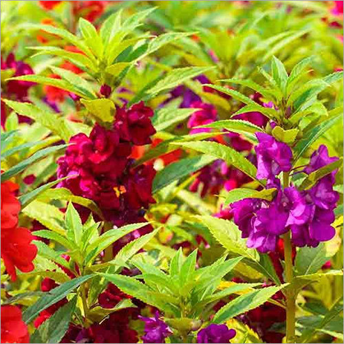 Balsam Rose Flower Mixed Seeds - 500 Seeds, 90% Germination | Vibrant Colors, Fast Blooming, High Yield