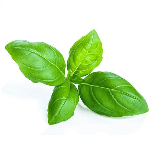Basil Green Seeds Tulsi - Packet Small Seed Size | High Yield Easy Growth Fresh Flavor Organic Pest Resistant Fast Germination High Germination Rate 60 Days Maturity