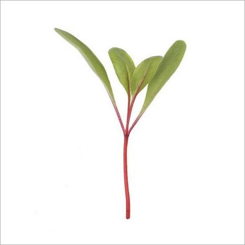 Beet Root Microgreen Seeds
