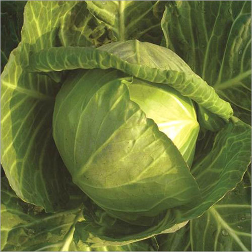 Cabbage Seeds Patta Gobhee - Small Seed Size 70 Days Maturity | High Yield Disease Resistant Fast Growth Uniform Size Excellent Taste