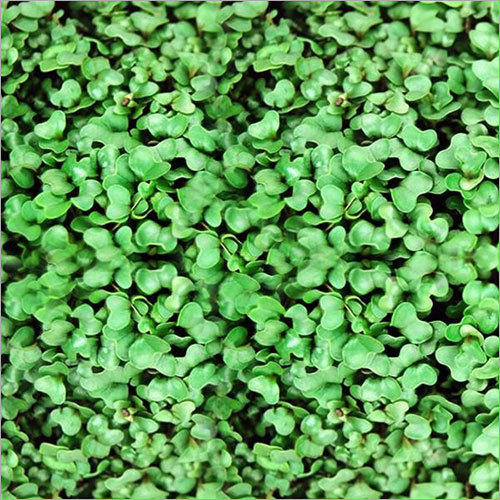 Cauliflower Microgreen Seeds