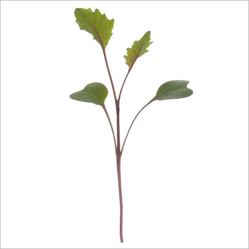 Kohl Rabi Microgreen Seeds