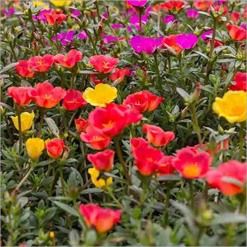 Portulaca Garden Splendour Double Mix Seeds - 500 Seeds, 15-20cm Height, Summer Bloom | Vibrant Colors, Drought Tolerant, Easy Growth