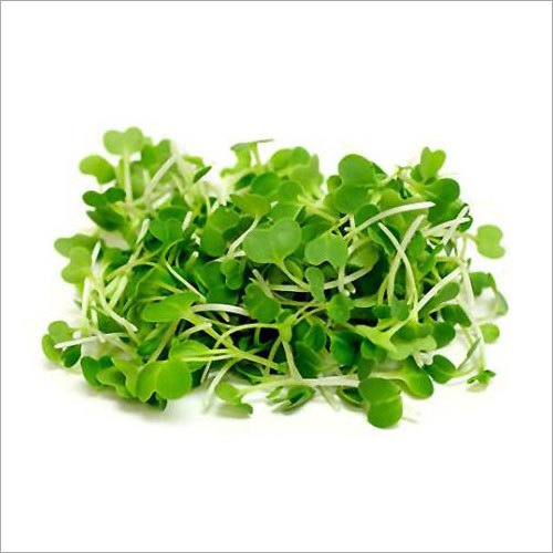Pak Choi Microgreen Seeds - 1000 Seeds, Sealed Pouch, 25g | Fast Growth, High Yield, Nutrient-Rich, Easy to Grow