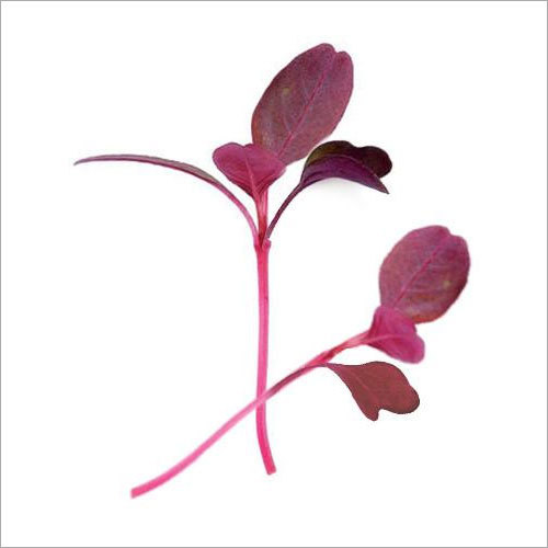 Radish Pink Microgreen Seeds