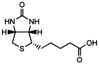 D-Biotin