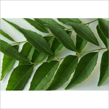 Curry Leaves