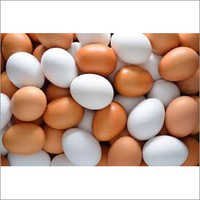 Poultry Eggs